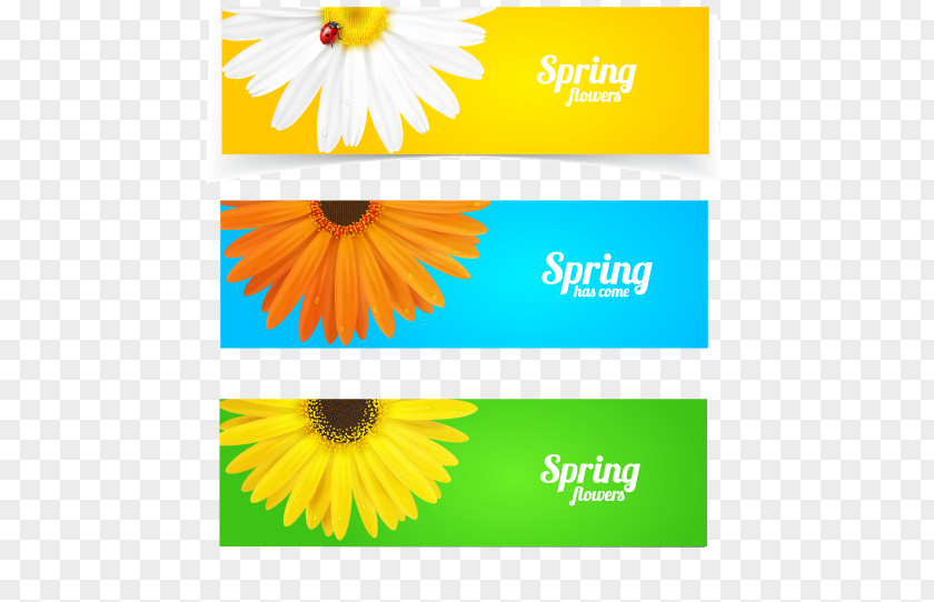 Vector Chrysanthemum Photography Illustration PNG