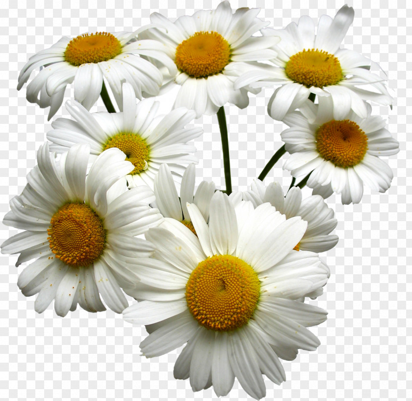 White Chrysanthemum Tea German Chamomile Roman Oil PNG