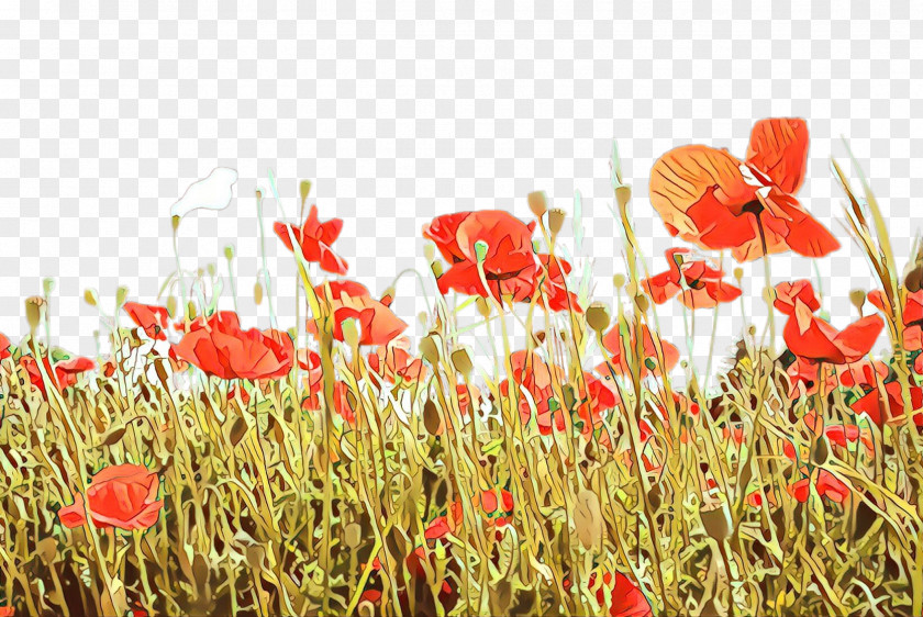 Wildflower Poppy Family Coquelicot Field Flower Plant PNG