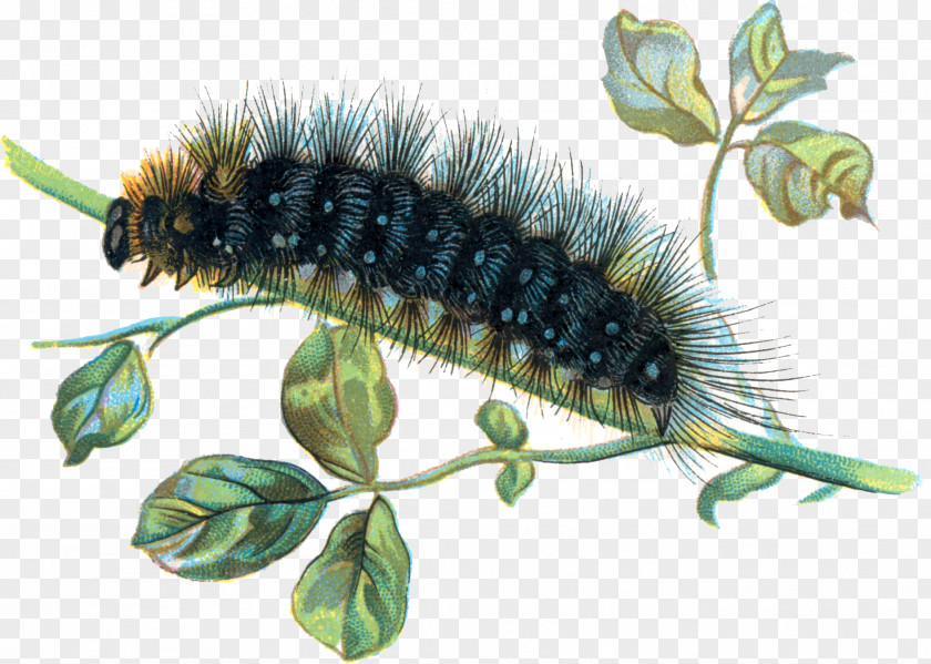 Caterpillar The Very Hungry Butterfly Clip Art PNG