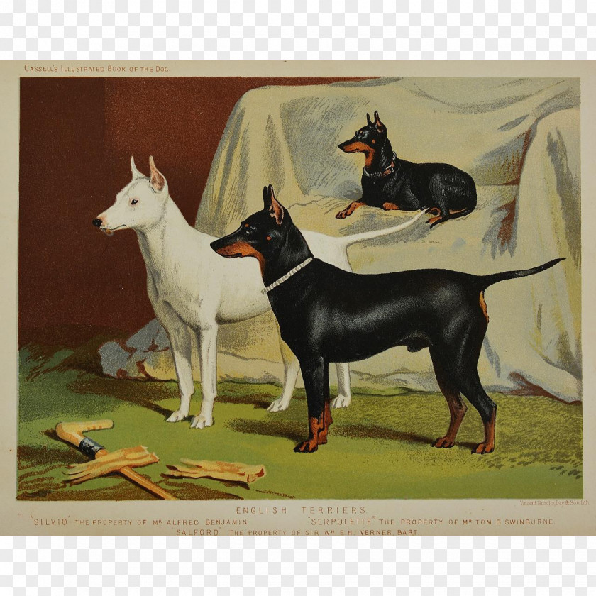 Manchester Terrier English White Toy West Highland Bull PNG