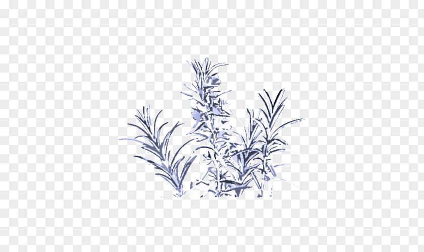 Perennial Plant Twig Rosemary PNG
