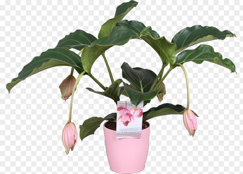 Plants Flowerpot Houseplant Medinilla Magnifica Bloeiende Kamerplanten PNG
