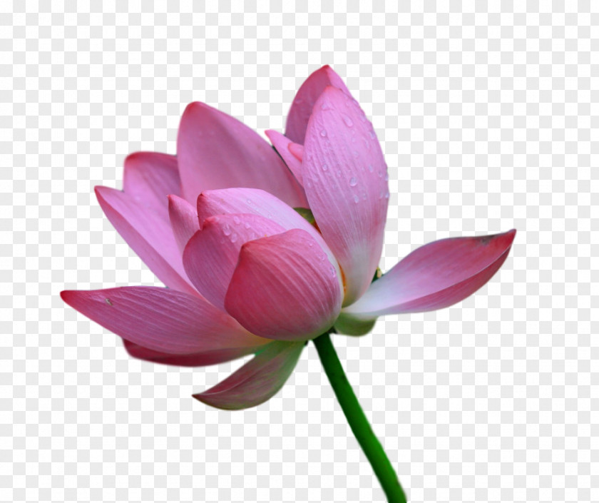 Sacred Lotus Plant Stem Cut Flowers Bud Petal PNG