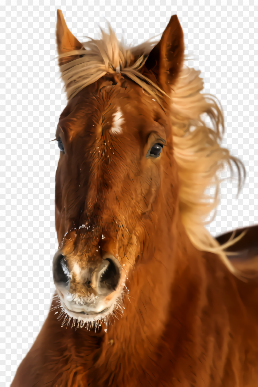Stallion Liver Horse Sorrel Mane Mustang Snout PNG