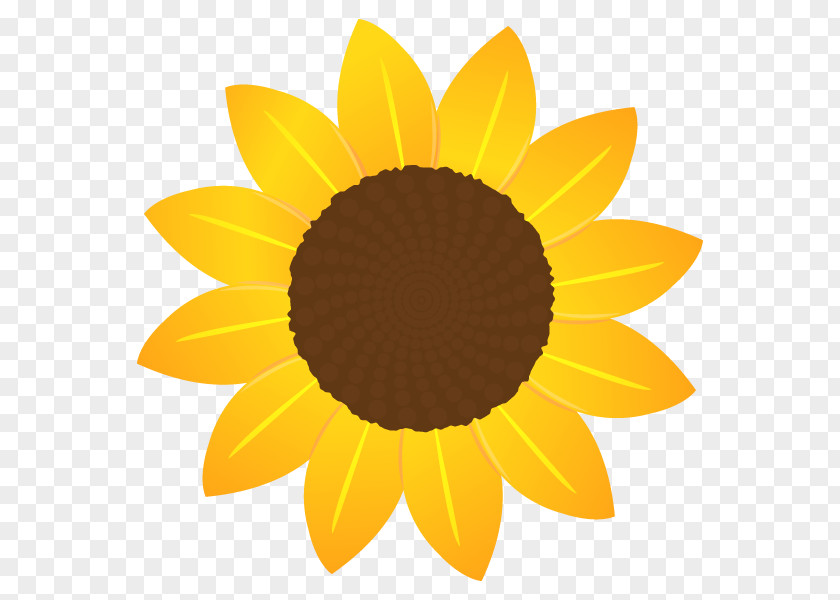 Sunflower Seed Sunflowers PNG