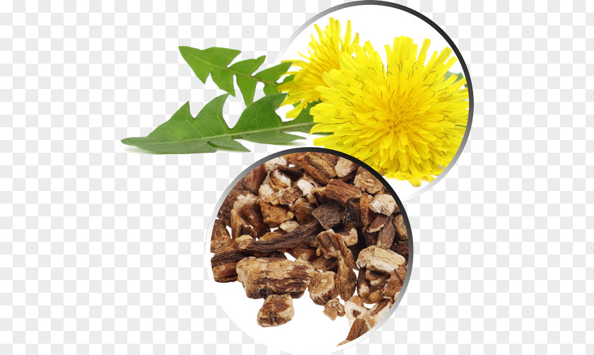 Dandelion Common Pissenlit Root Extract Medicinal Plants PNG