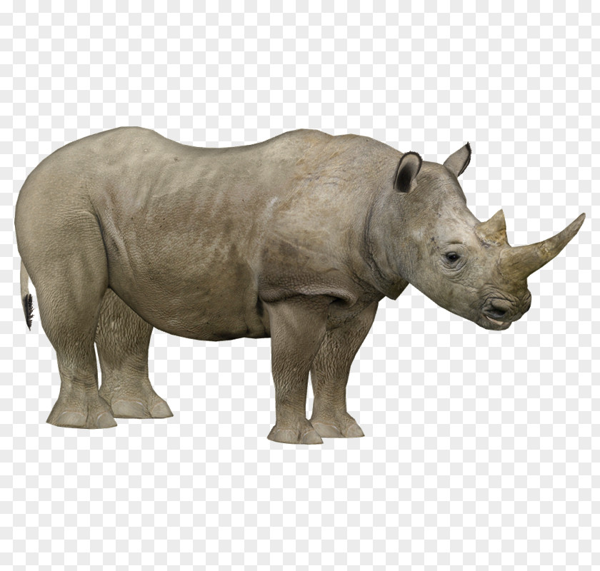 J1 Javan Rhinoceros Northern White Endangered Species Zoo Tycoon 2 PNG