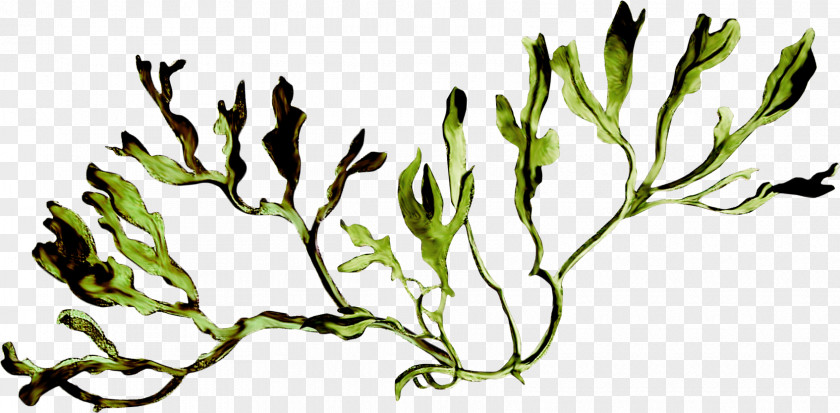 Plant Algae Flora Растительный мир России Clip Art PNG