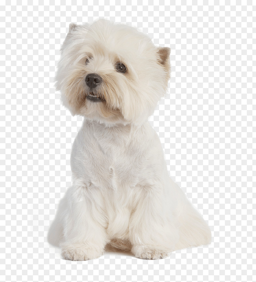 Puppy West Highland White Terrier Maltese Dog American Staffordshire Breed PNG