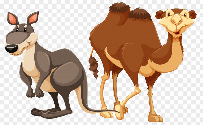 Vector Cartoon Kangaroo Camel Material Stock Photography Illustration PNG