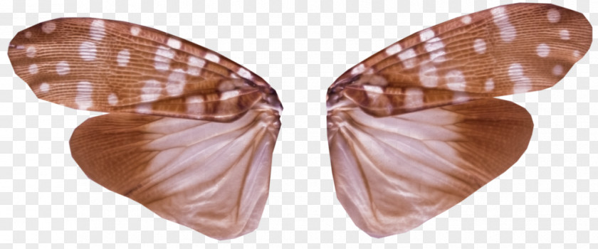 Butterfly Insect Wing PNG