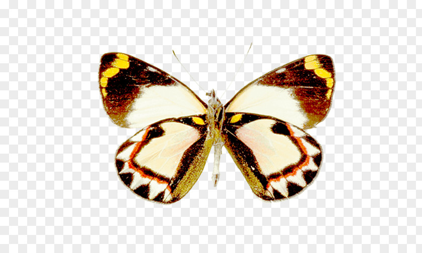 Butterfly Pieridae Moth Clip Art PNG
