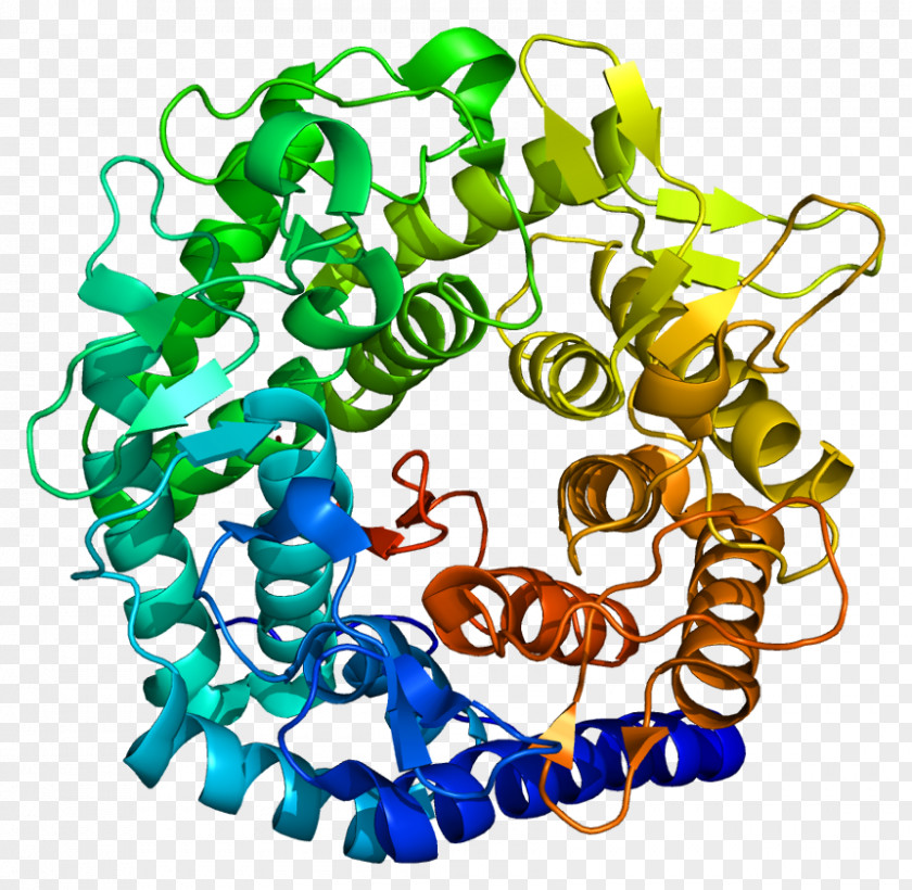 MAN1A1 Protein Mannosyl-oligosaccharide 1,2-alpha-mannosidase Clip Art Free Content PNG