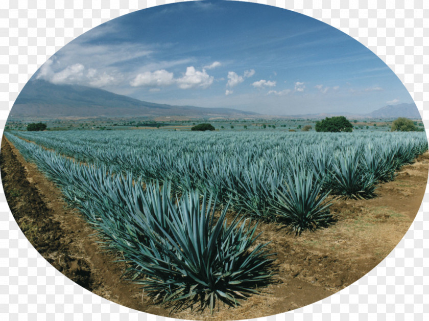 Tequila Mezcal Agave Azul Nectar Salmiana PNG