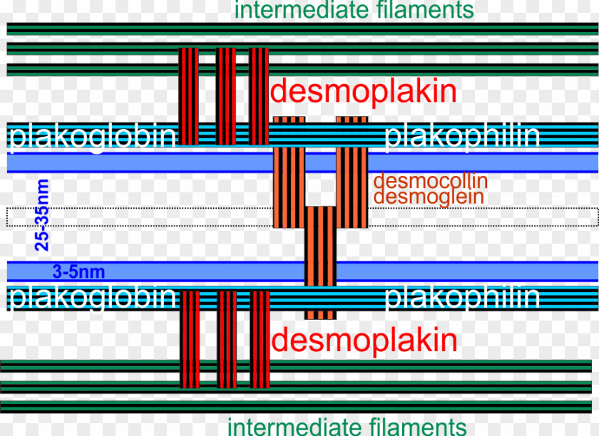 Desmosome Desmocollin Desmoglein Diagram Cadherin PNG