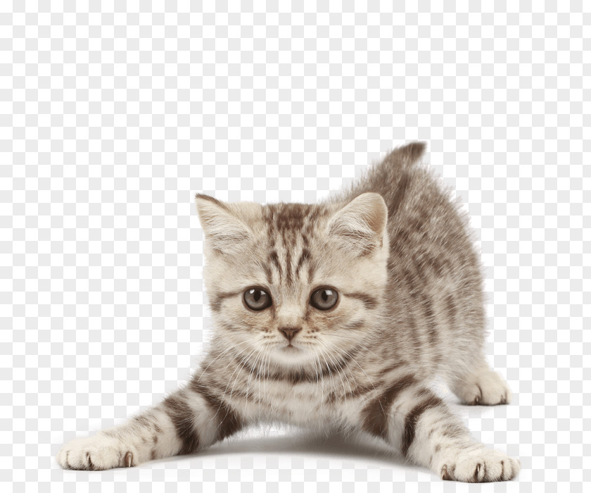 Flea Cat Tree Kitten Dog Puppy PNG