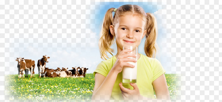 Milk Goat Cattle Dairy Products PNG