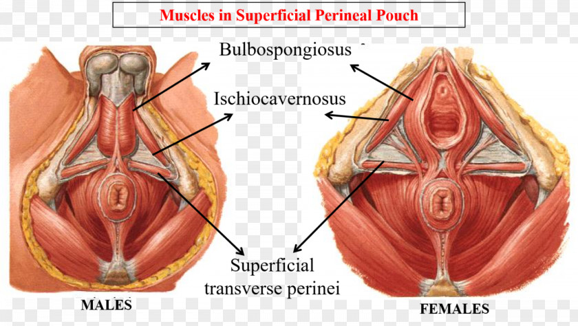 Muscle Anatomy Perineum Human Body Male Reproductive System Pelvis PNG