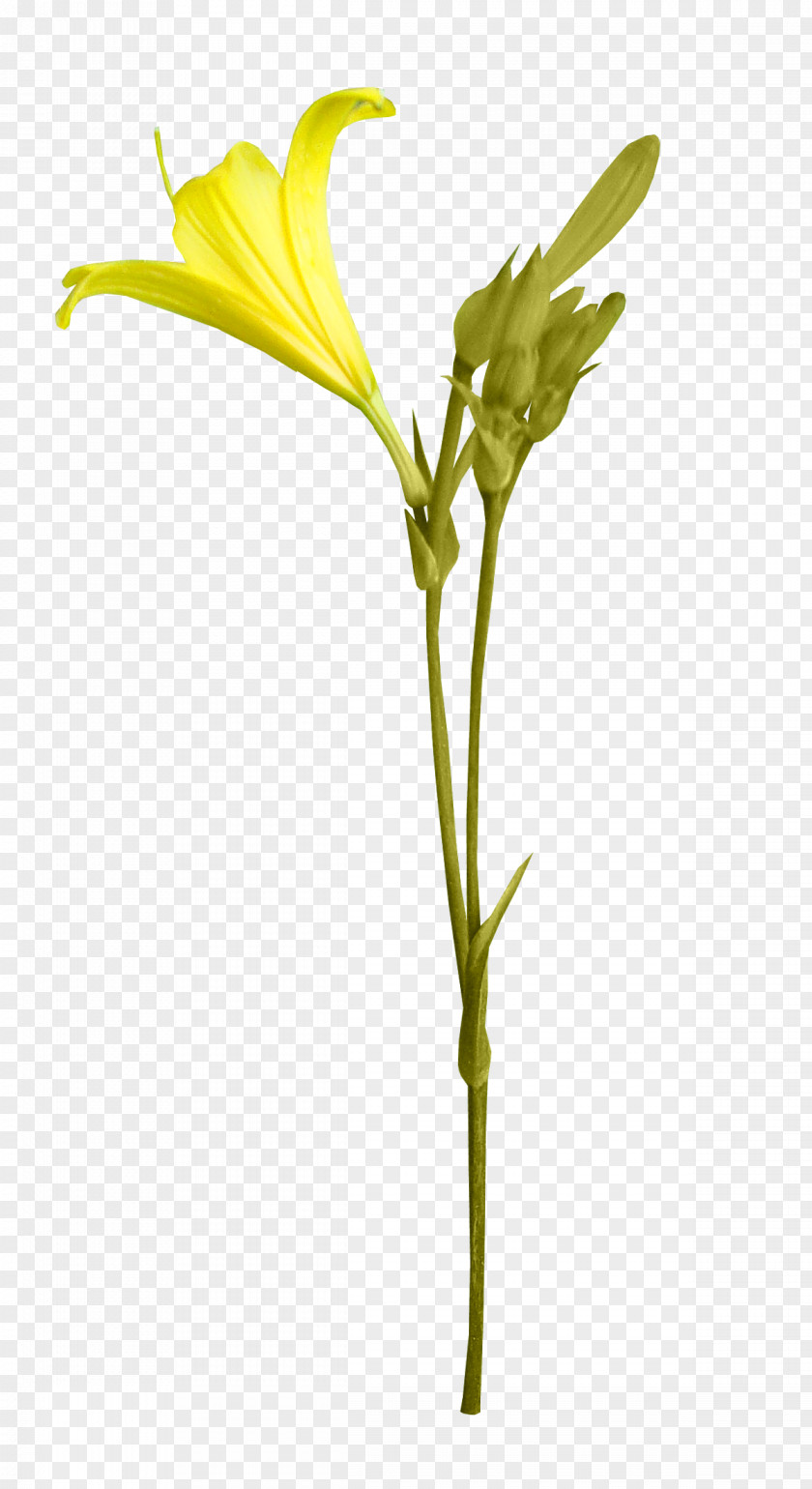 Plant Flower Blog Petal Clip Art PNG