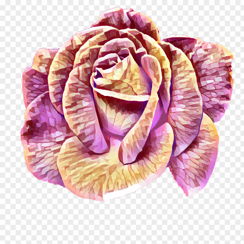 Transparent Flower Wreath Cabbage Rose Garden Roses Petal Cut Flowers PNG
