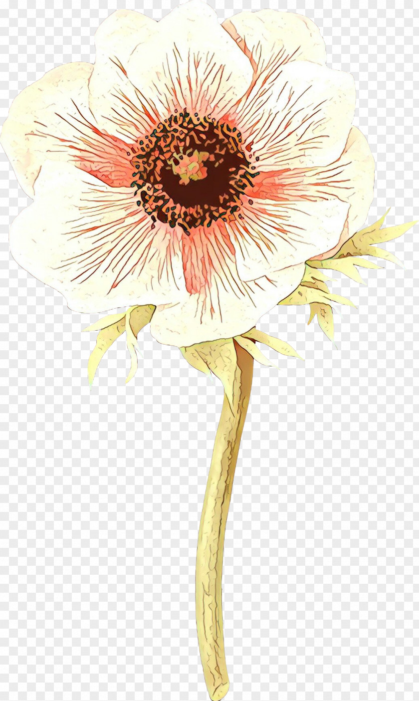 Wildflower Plant Stem Flower Flowering Gerbera Cut Flowers PNG