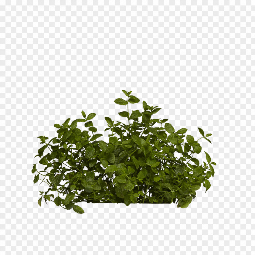 Balsam Hill Leaf Tree Herb Shrub PNG