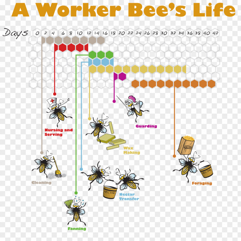 Bee Western Honey Insect Worker Life Cycle PNG
