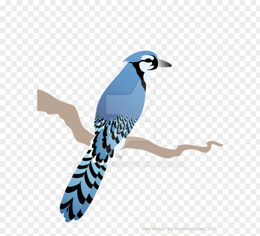 Bluejay Vector Blue Jay Illustration Beak Feather Cuckoos PNG