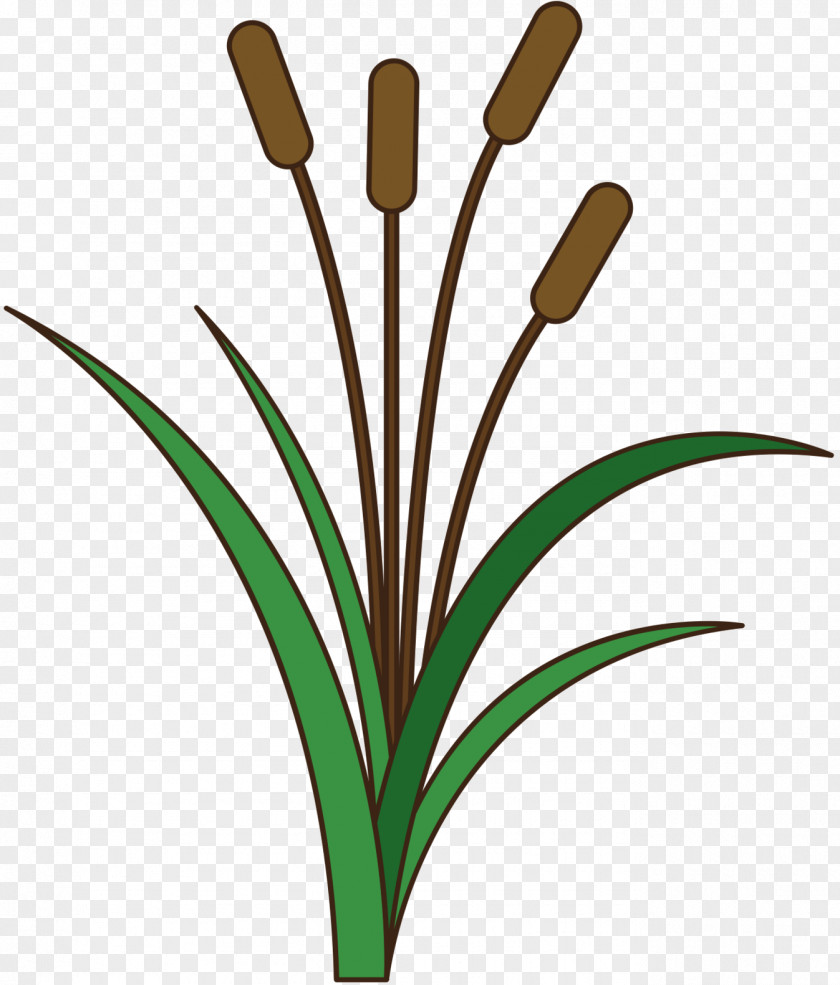 Clip Art Grasses Plant Stem Leaf Line PNG