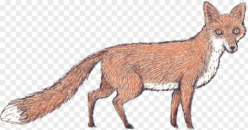 Fox Illustration Red Jackal Fur Fauna Vulpini PNG