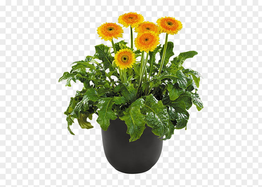 Plant Barberton Daisy Розсада Seedling Flowerpot PNG