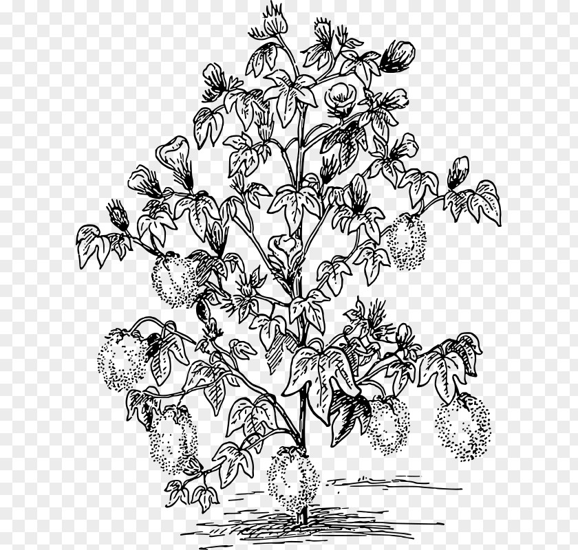 Plant Drawing Clip Art PNG