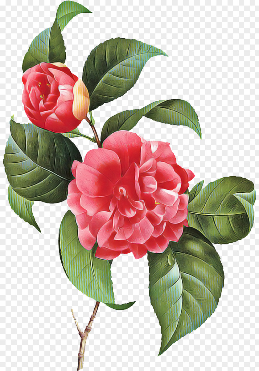 Rose Family Common Peony Pink Flower Cartoon PNG