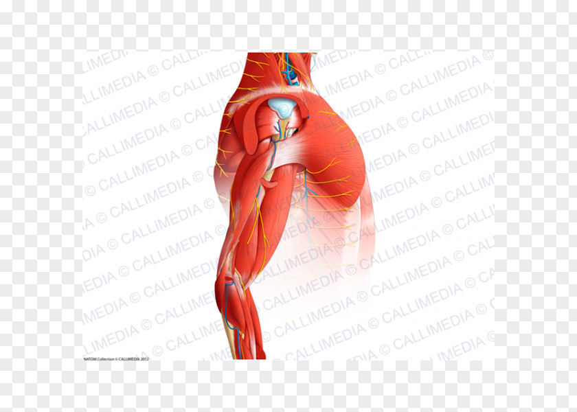 Arm Muscle Shoulder Human Anatomy PNG
