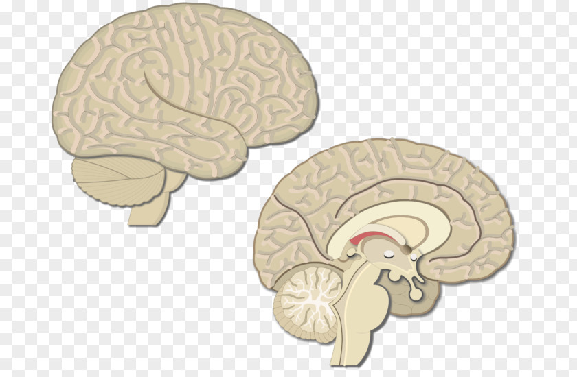Brain Premotor Cortex Primary Motor Visual Cerebral PNG