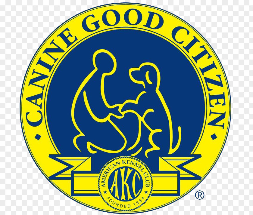 Golden Retriever Puppy Canine Good Citizen American Kennel Club Obedience Training PNG