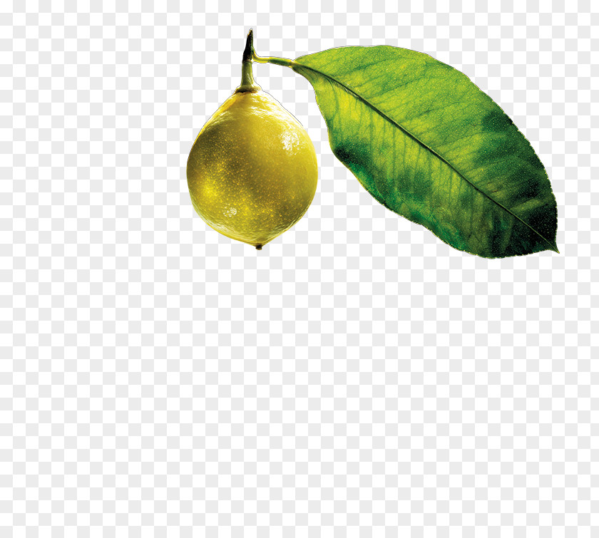 Prickly Pear Citrus Leaf PNG