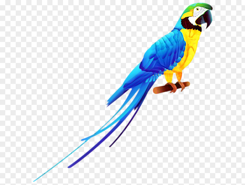 Bird Budgerigar Parrots Scarlet Macaw PNG
