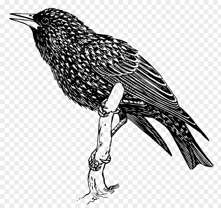 Bird Common Starling Pelican Clip Art PNG