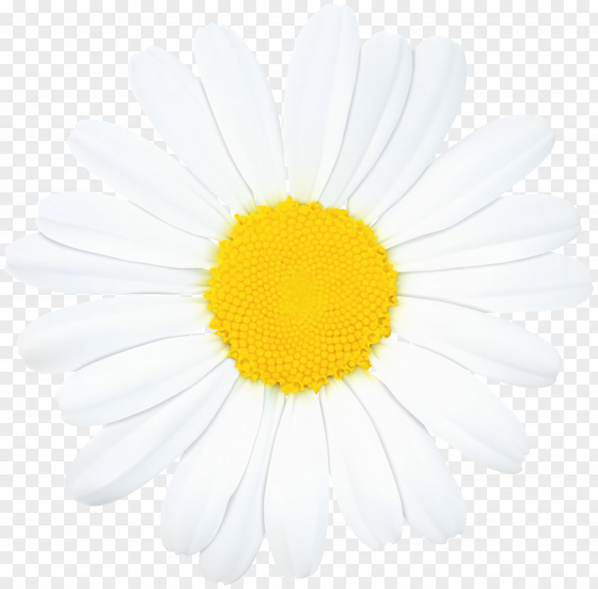 Chamomile Common Daisy Oxeye Clip Art PNG