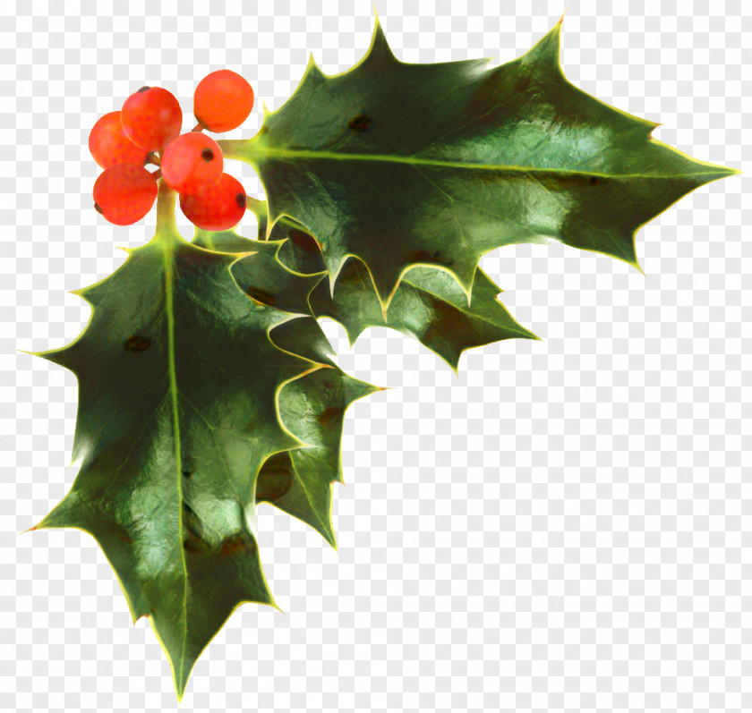 Christmas Day Common Holly Image Transparency PNG