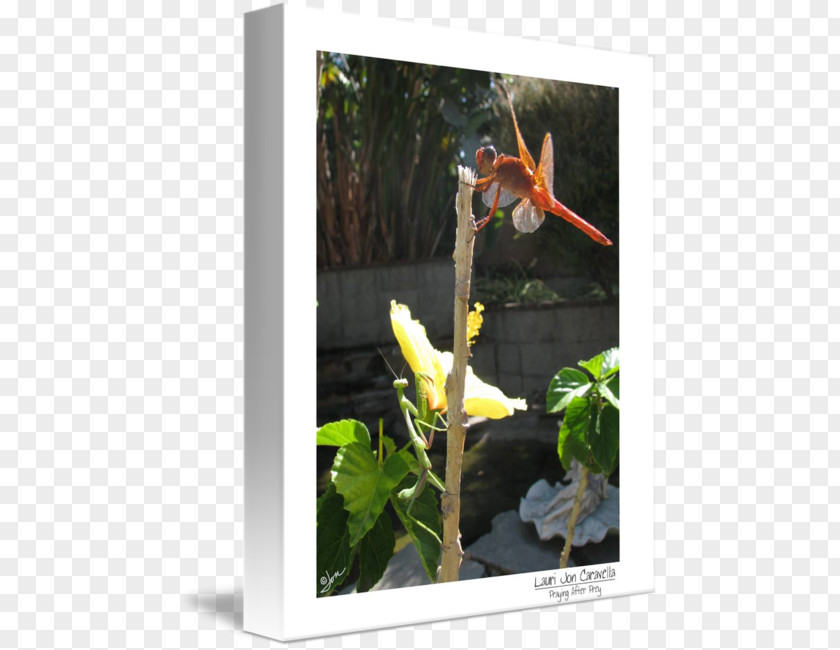 Flower Flowering Plant Gallery Wrap Canvas Art PNG