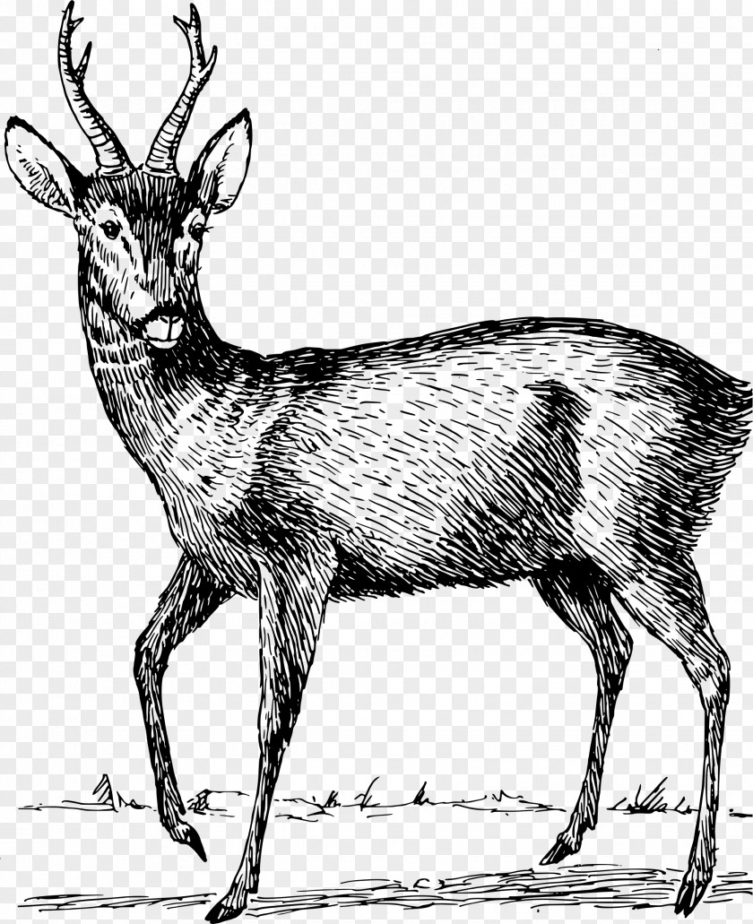 Reindeer Roe Deer Elk Clip Art PNG