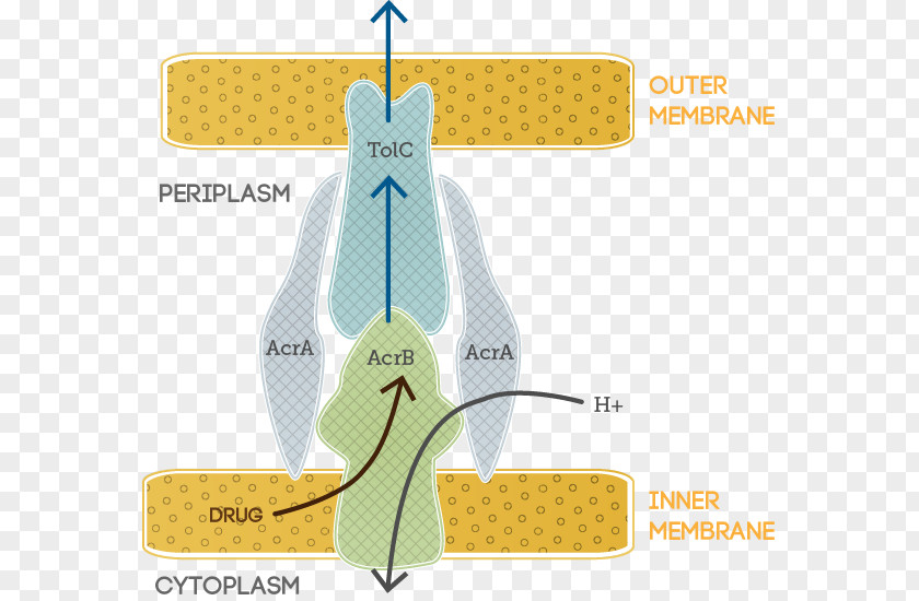 Science Efflux Bacterial Outer Membrane Antibiotics E. Coli PNG