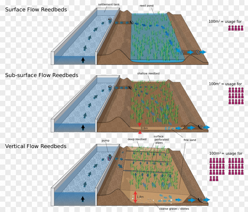 Water Sewage Treatment Waste Stabilization Pond Wastewater Biologinen Vedenpuhdistus Reed Bed PNG