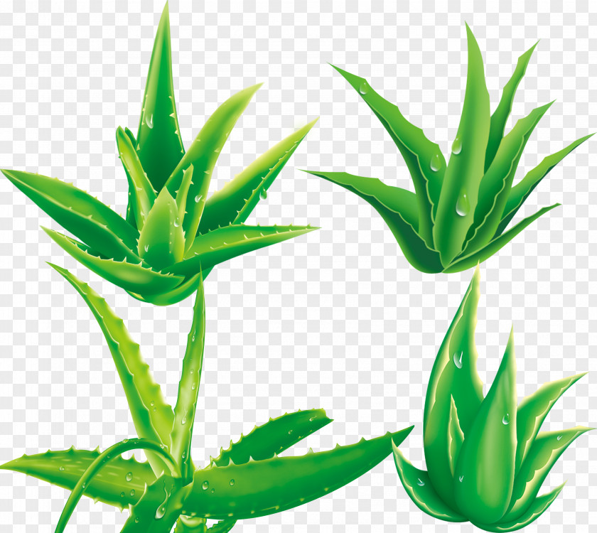Aloe,plant Aloe Vera Plant PNG