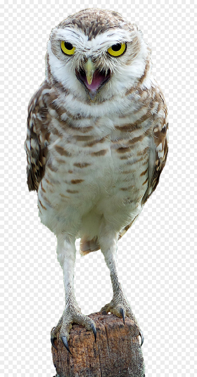 Bird Snowy Owl Great Horned Eurasian Eagle-owl PNG