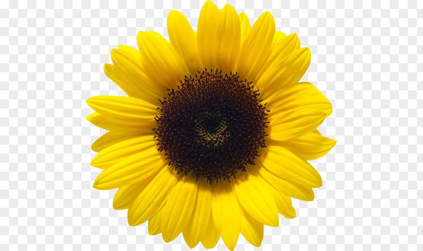 Common Sunflower Clip Art PNG