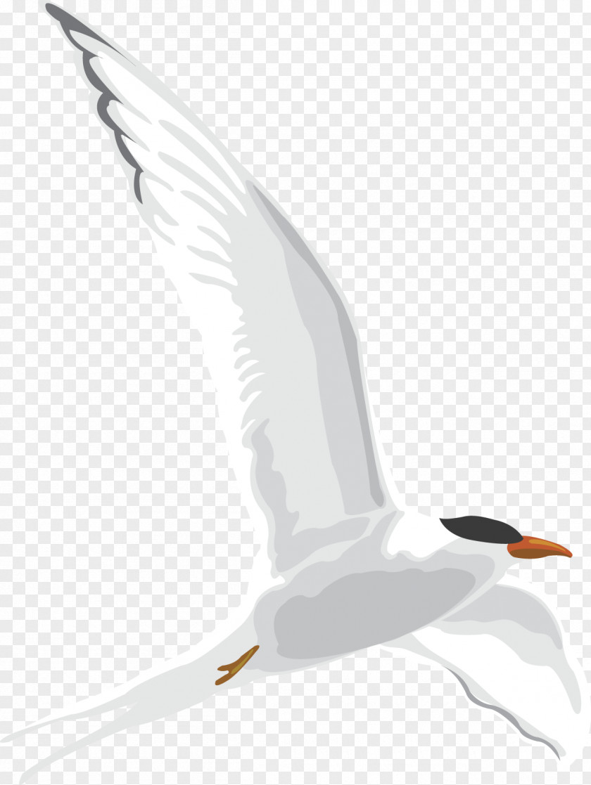 Design European Herring Gull Gulls Image Cartoon Drawing PNG